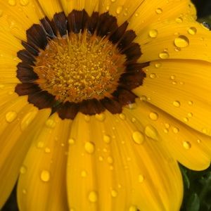 Meet your Posher, Kcblazer